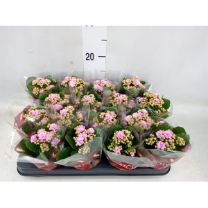 Kalanchoe blos. 'Calandiva Zeta'