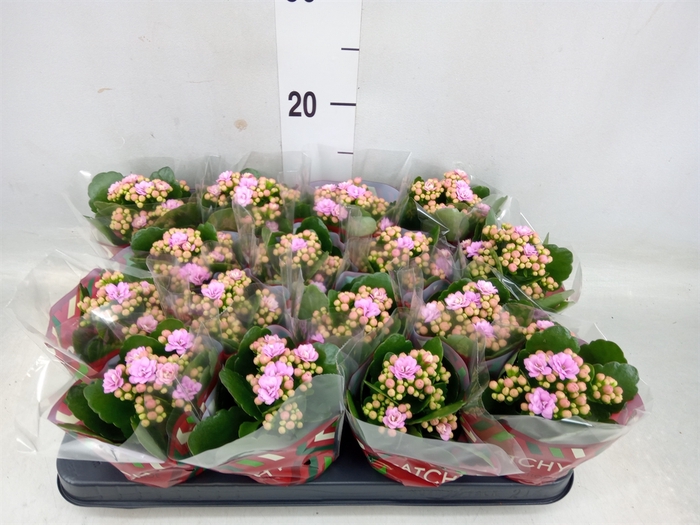 <h4>Kalanchoe blos. 'Calandiva Zeta'</h4>