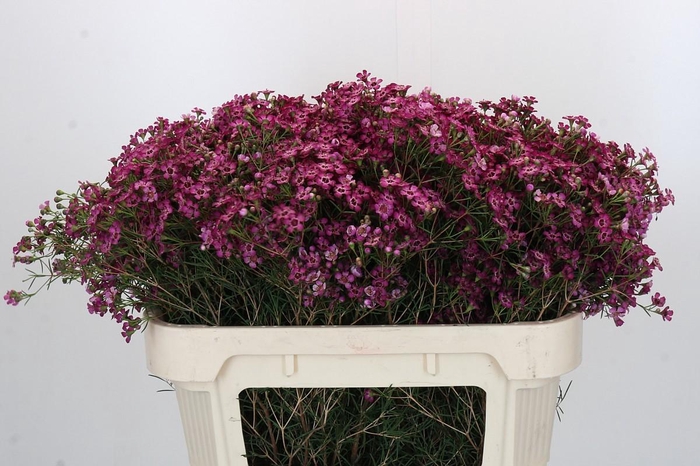 <h4>Chamelaucium Jupiter</h4>