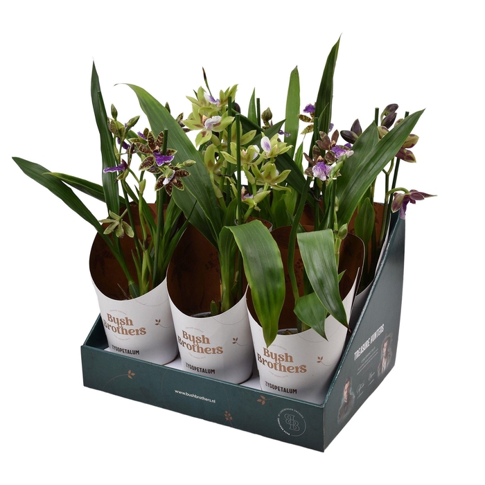 <h4>Zygopetalum 2 tak 12 cm in Bush Brothers showdoos met potcover</h4>