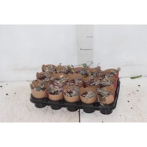 CEROPEGIA WOODII VARIEGATA P06