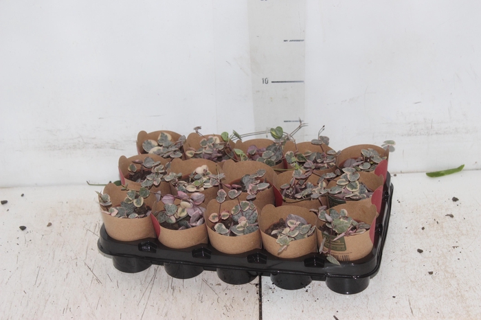 <h4>CEROPEGIA WOODII VARIEGATA P06</h4>