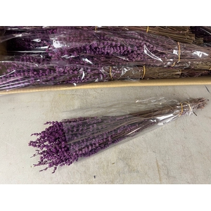 PF Lavendel Dark Fuchsia