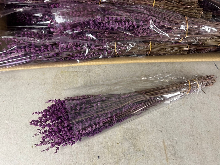 <h4>PF Lavendel Dark Fuchsia</h4>