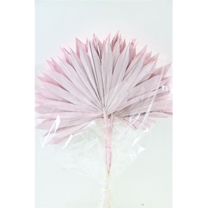 Dried Palm Sun 10pc Light Pink Bunch