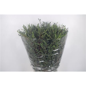 Euc Parvifolia Per Bunch 300 Gram