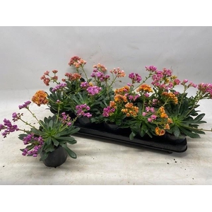 LEWI CO HAPPY CO GEM