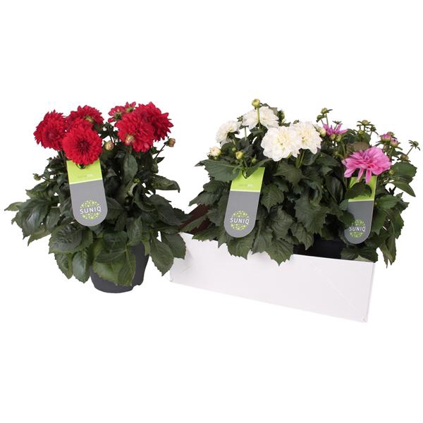 <h4>Dahlia Suniq XXL MIX DEENSE DOOS 23cm</h4>