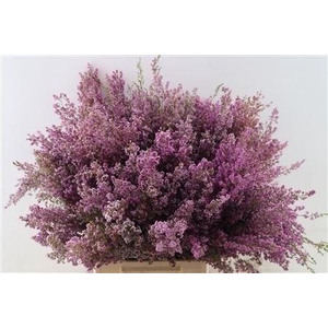 ERICA BICOLOR