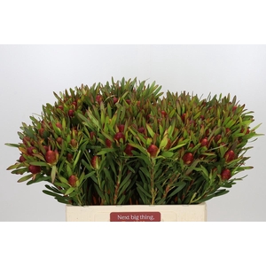 Leucadendron Ayoba Cherry Pearl Spray