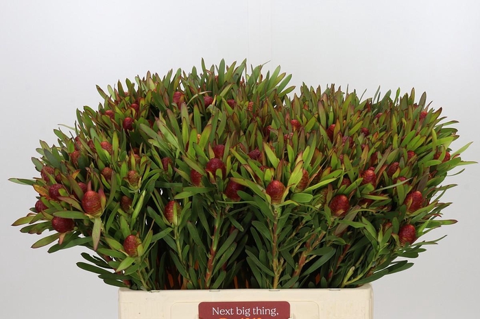 <h4>Leucadendron Ayoba Cherry Pearl Spray</h4>