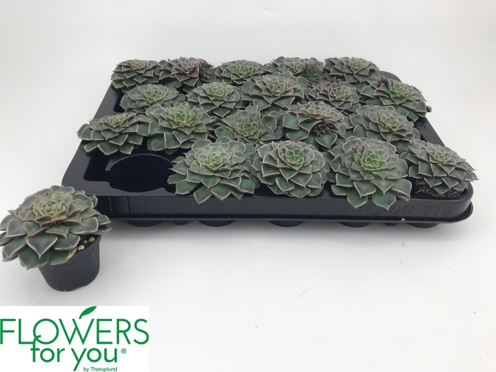 <h4>GRAPTO BELLUM</h4>