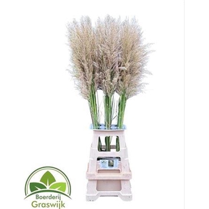 Cortaderia White