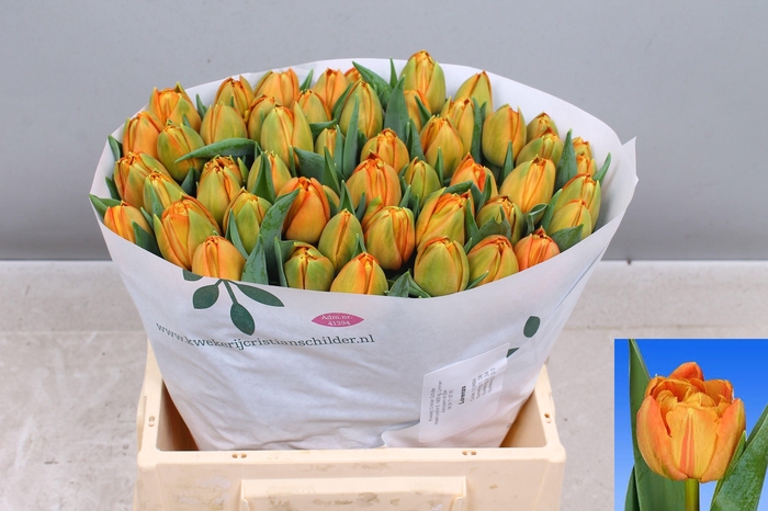 <h4>TU DU LORENZO</h4>