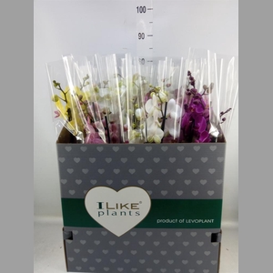 Phalaenopsis   ...mix