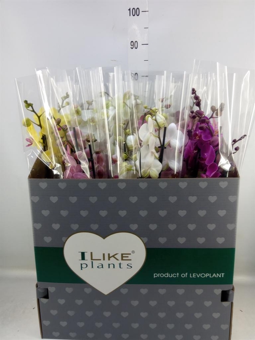 <h4>Phalaenopsis   ...mix</h4>