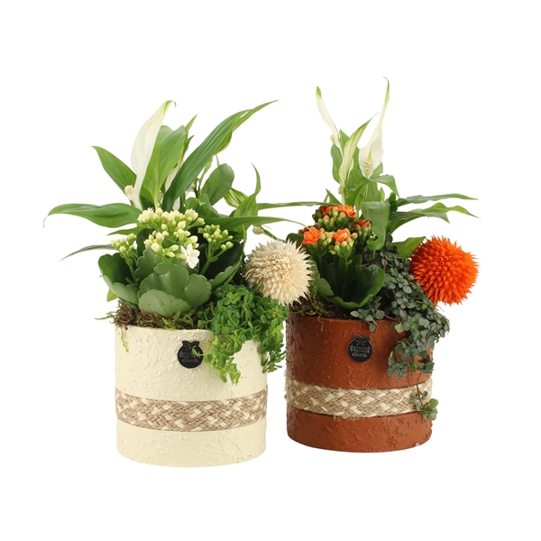 <h4>41558: Treasure time arrangement</h4>