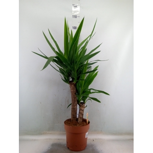 Yucca