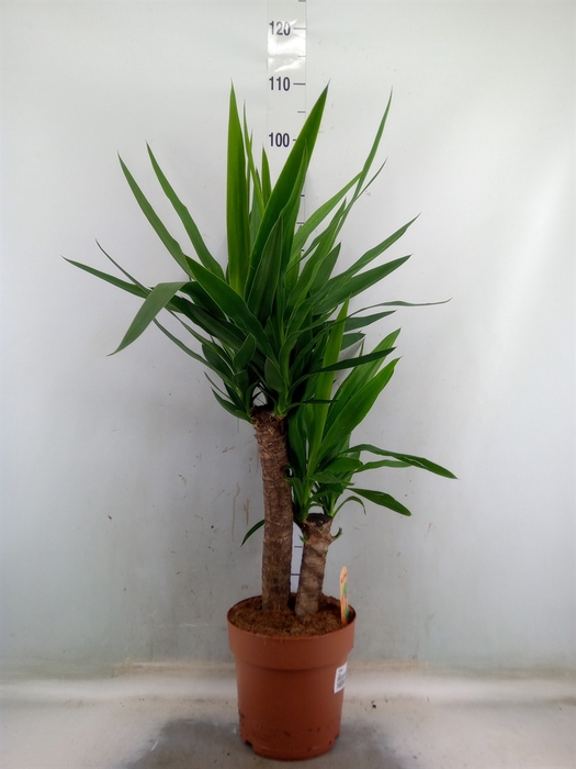 <h4>Yucca</h4>