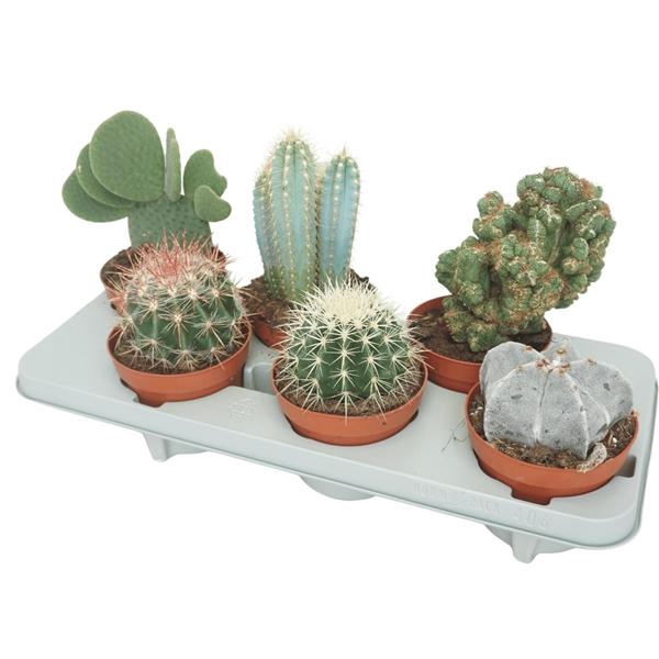 <h4>Cactus gemengd</h4>