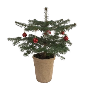 ABIES NORDMANNIANA p19 met jute en deco