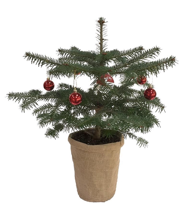 <h4>ABIES NORDMANNIANA p19 met jute en deco</h4>