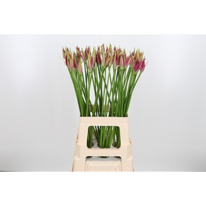 Nerine Bo Favoriet