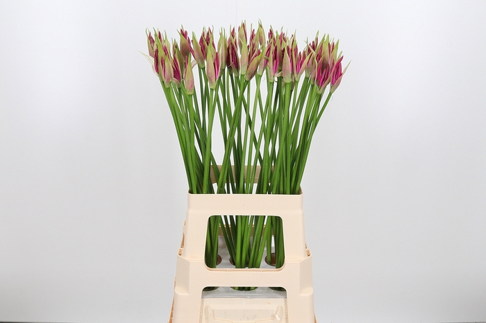 <h4>Nerine Bo Favoriet</h4>