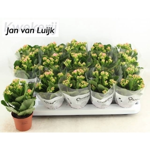 KAL EN MORNE PINK