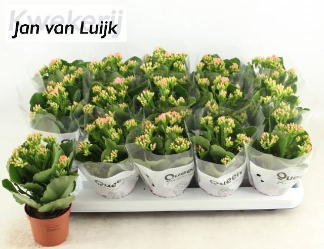 <h4>KAL EN MORNE PINK</h4>