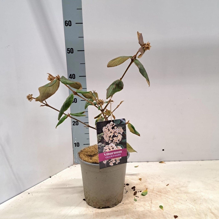 <h4>Viburnum burkwoodii</h4>