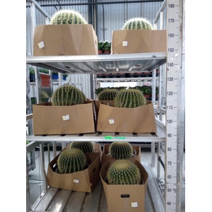 Echinocactus grusonii