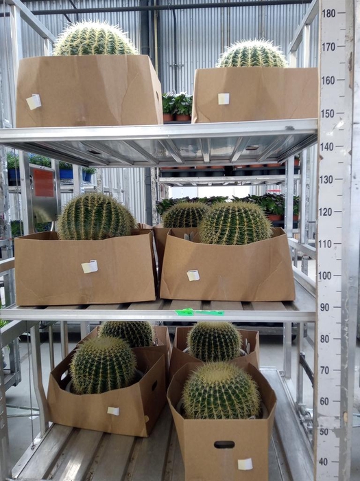 <h4>Echinocactus grusonii</h4>