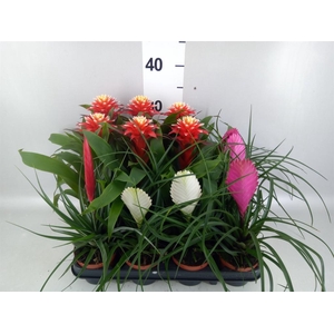 Bromelia ...mix