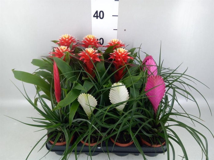 <h4>Bromelia   ...mix</h4>