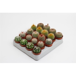 Cactus gemengd 5 soorten