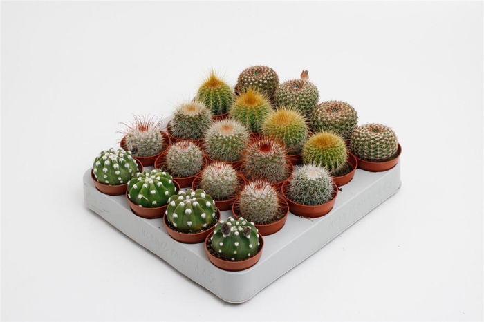 <h4>Cactus gemengd 5 soorten</h4>