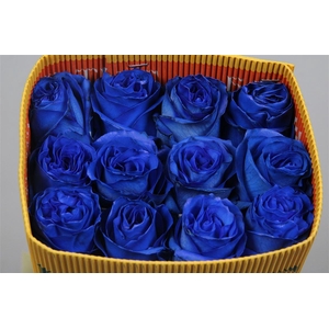 R Gr Blue Moon Ec