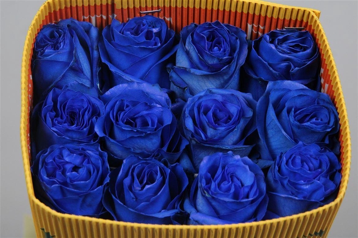 <h4>R Gr Blue Moon Ec</h4>