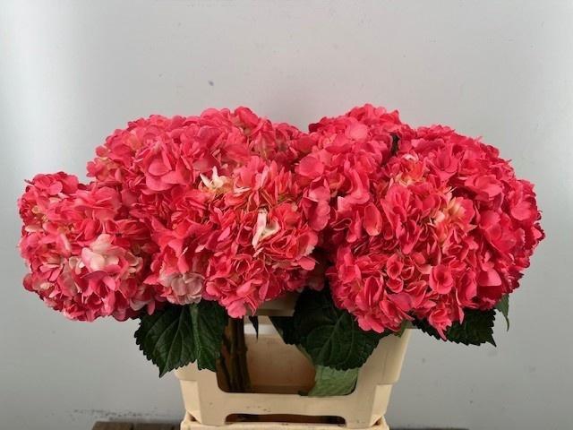 <h4>HYDR OV PINK</h4>