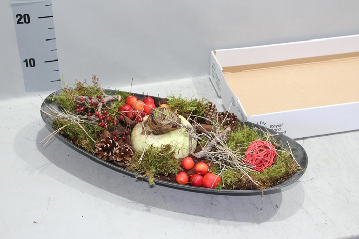 <h4>ARR HIPPEASTRUM</h4>