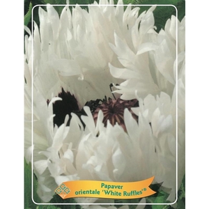 Papaver orientale 'White Ruffles' P11