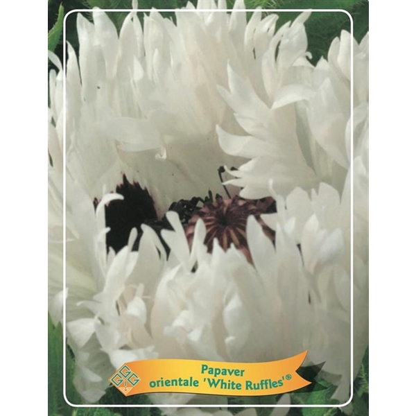 <h4>Papaver orientale 'White Ruffles' P11</h4>