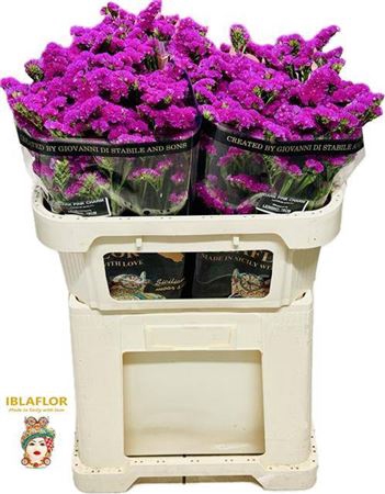 Lim S Dark Pink Char