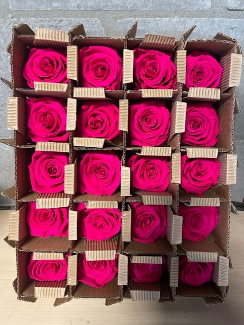 Roos bulk hot pink