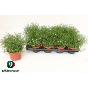 GYPS MURALIS GEM POT