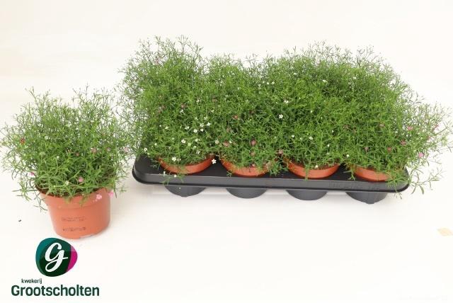 <h4>GYPS MURALIS GEM POT</h4>