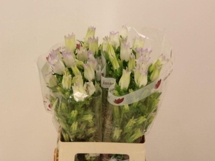 <h4>CAMP CHAMPION LAVENDER</h4>