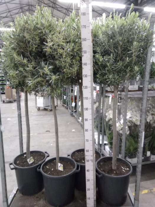 <h4>Olea europaea</h4>