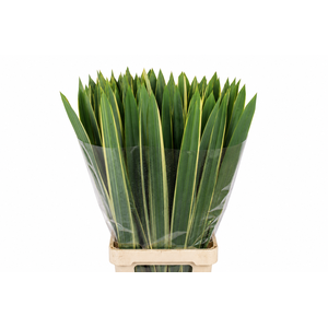 Phormium